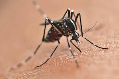 Londrina Investe na Prevenção: Método Wolbachia contra a Dengue