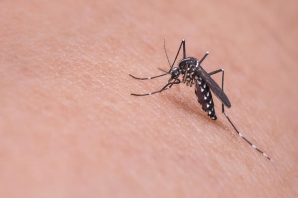 Londrina tem redução no índice de infestação do mosquito da dengue