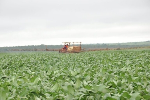 Utilização e comercialização do herbicida paraquat estará proibido no Brasil a partir de 22 de setembro