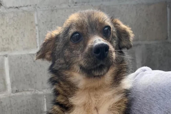Praça Nishinomiya recebe 1ª Feira de Adoção de Animais da CMTU neste sábado (17)