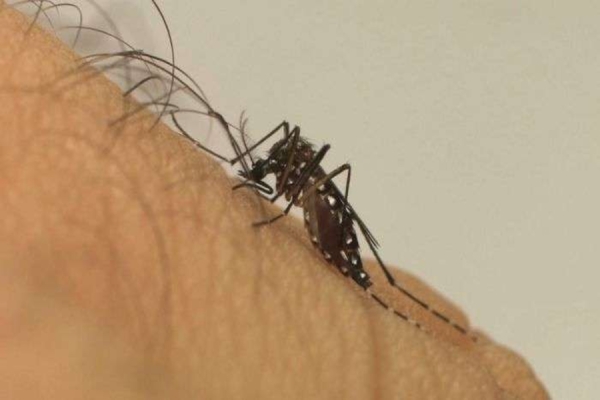 Ibiporã e Sertanópolis registram mortes por dengue; Paraná soma 15 óbitos