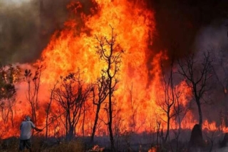 Aumento no número de incêndios florestais preocupa autoridades no Paraná