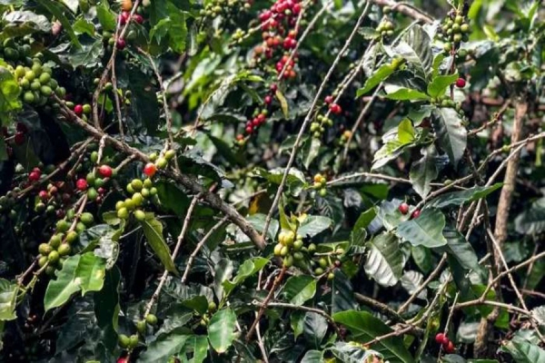 China habilita 183 empresas brasileiras a exportar café para o país