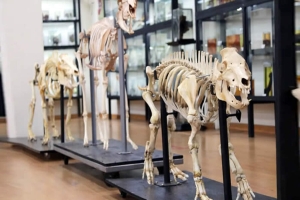 Museu de Anatomia da UEL reabre para visitantes após ampla modernização