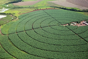 Governo publica novas regras para registro de defensivos agrícolas