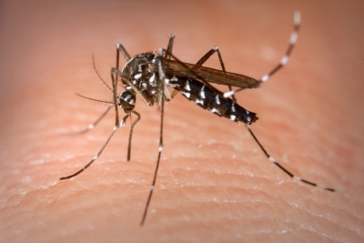 Casos de dengue disparam e Secretaria de Saúde declara estado de epidemia no Paraná