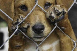 Vereador Deivid Wisley quer delegacia de proteção ao meio ambiente para investigar maus tratos a animais em Londrina