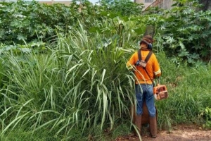 Proprietários de terrenos particulares com mato alto têm 15 dias para limpar o local