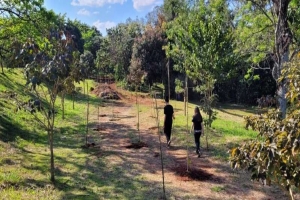 154 mudas de árvores são plantadas em fundo de vale da região oeste