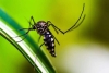 Dengue faz mais cinco vítimas na Região Metropolitana de Londrina; estado já soma 27 mortes