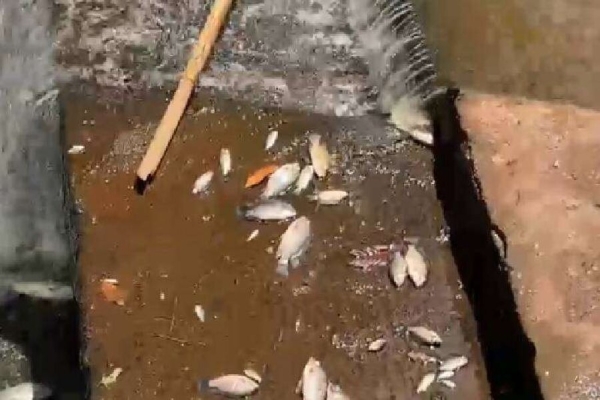 Alerta Ambiental: População Alarmada com a Descoberta de Peixes Mortos em Lago de Londrina