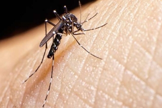 Londrina e Foz do Iguaçu são escolhidas para teste de novo método contra a dengue