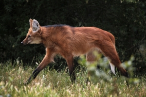 Escolhido para cédula de R$ 200, lobo-guará sofre ameaça de extinção