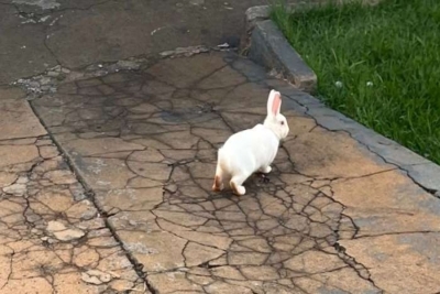 Superpopulação de coelhos preocupa moradores no Jardim Presidente, em Londrina