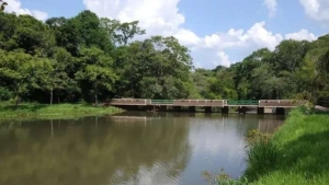 Londrina: Parque Arthur Thomas terá túnel subterrâneo para passagem de animais