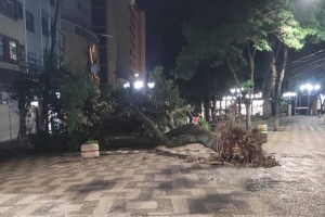 Temporal derruba 18 árvores e deixa milhares sem luz em Londrina