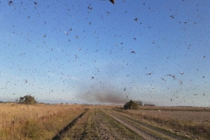 Nuvem de gafanhotos está próxima do Rio Grande do Sul