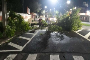 Chuva e vendaval derrubaram 17 árvores no noite de ontem em Londrina