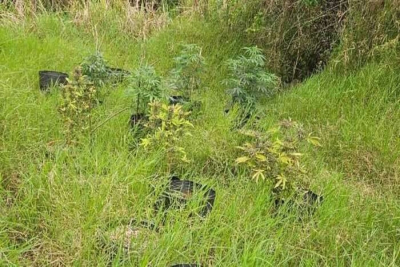 Polícia Militar apreende pés de maconha em chácara na Zona Sul de Londrina