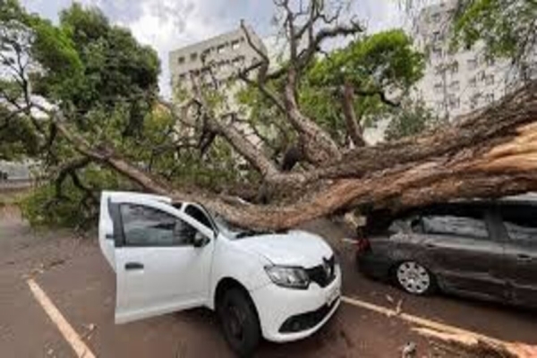 Ventania causa transtorno, derruba árvores e deixa 15 mil casas sem energia em Londrina