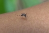 Londrina registra 258 notificações e 16 casos confirmados de dengue