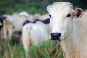 Paraná conquista reconhecimento nacional de Área Livre de Aftosa sem Vacinação