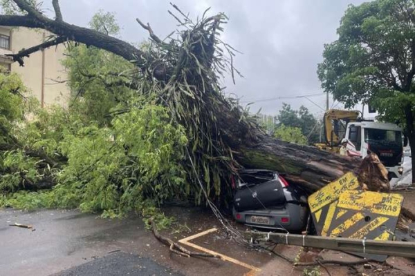 Árvore cai e atinge carro estacionado na Avenida JK, em Londrina