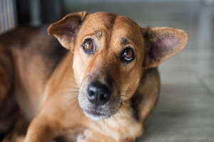 Londrina promove hoje campanha de adoção de animais