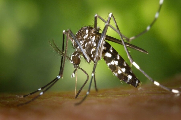 Boletim da Secretaria Estadual da Saúde confirma óbito por dengue em Cambé