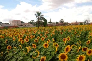 Campo de girassóis faz sucesso e vira atração na Zona Leste de Londrina